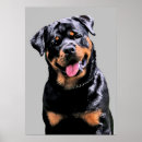 Suche nach rottweiler welpen poster Tiere