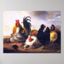 Suche nach chicken poster Natur