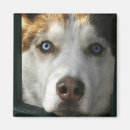 Suche nach blaues auge magnete Hunde