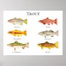 Recherche de truite posters Pêche