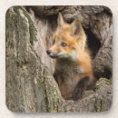 Recherche de petit renard dessous de verres Animaux