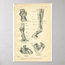 Suche nach kleine füße poster Pferd