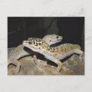 Recherche de gecko cartes postales Animal