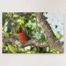 Suche nach kardinal puzzle Vogelbeobachtung