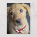Recherche de chiot labrador cartes postales Golden retriever