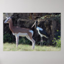 Suche nach stork poster Tiere