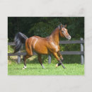 Recherche de trot cartes postales Étalon