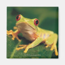 Recherche de photo de grenouille magnets Animaux