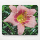 Suche nach taglilien mousepads Blüte