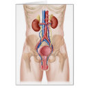 Recherche de vaisseaux sanguins cartes postales Anatomie