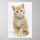 Suche nach tabby poster Kätzchen