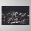 Suche nach wolf pack poster Natur