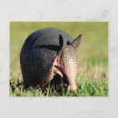 Suche nach armadillo poster Säugetier