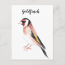 Suche nach goldfinch poster postkarten Natur