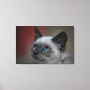 Suche nach kätzchen leinwandbilder Horizontal