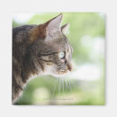 Suche nach tabbykatze magnete Haustiere