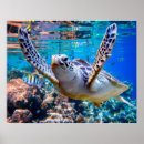 Recherche de sea life posters Ocean