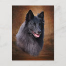 Recherche de berger belge cartes postales Chien de garde