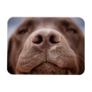 Suche nach labrador magnete Niedlich