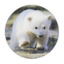 Suche nach eisbär schneidebrettchen Niedlich