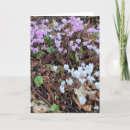 Recherche de cyclamen cartes postales Blanc
