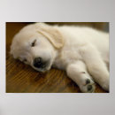 Suche nach golden retriever welpe poster Welpen