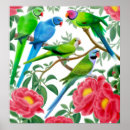 Recherche de perruches posters Animaux domestiques