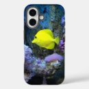 Recherche de ange coques Corail