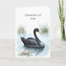 Suche nach schwarzer schwan karten Vögel