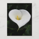 Suche nach lilly postkarten Blume