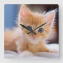 Recherche de yeux bleus horloges Animaux domestiques