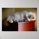 Suche nach sleeping cat poster Cute