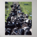Suche nach milchkuh poster Bauernhof
