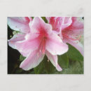 Recherche de rhododendron cartes postales Fleurs