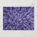 Recherche de norway cartes postales Scandinavie