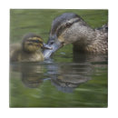 Recherche de canards mignons carreaux Caneton