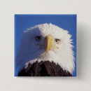 Recherche de prédateur badges Animal