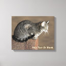 Suche nach tabby leinwandbilder Tabelle