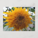 Suche nach orange sonnenblume postkarten Gelb