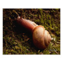 Suche nach wirbellose tiere poster Natur
