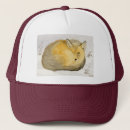 Recherche de renard casquettes Sauvage