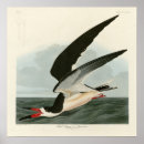 Suche nach audubon poster Lithograph