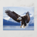 Suche nach seeadler postkarten Natur