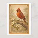 Recherche de mâle cartes postales Vintage