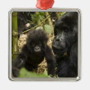 Suche nach erwachsene ornamente Familie
