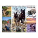 Suche nach schafe in der kalender Welpen