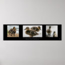 Suche nach entlein poster Natur