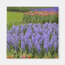 Recherche de jacinthe magnets Vert