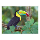 Recherche de toucan art Nature