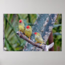 Recherche de finches posters Animal